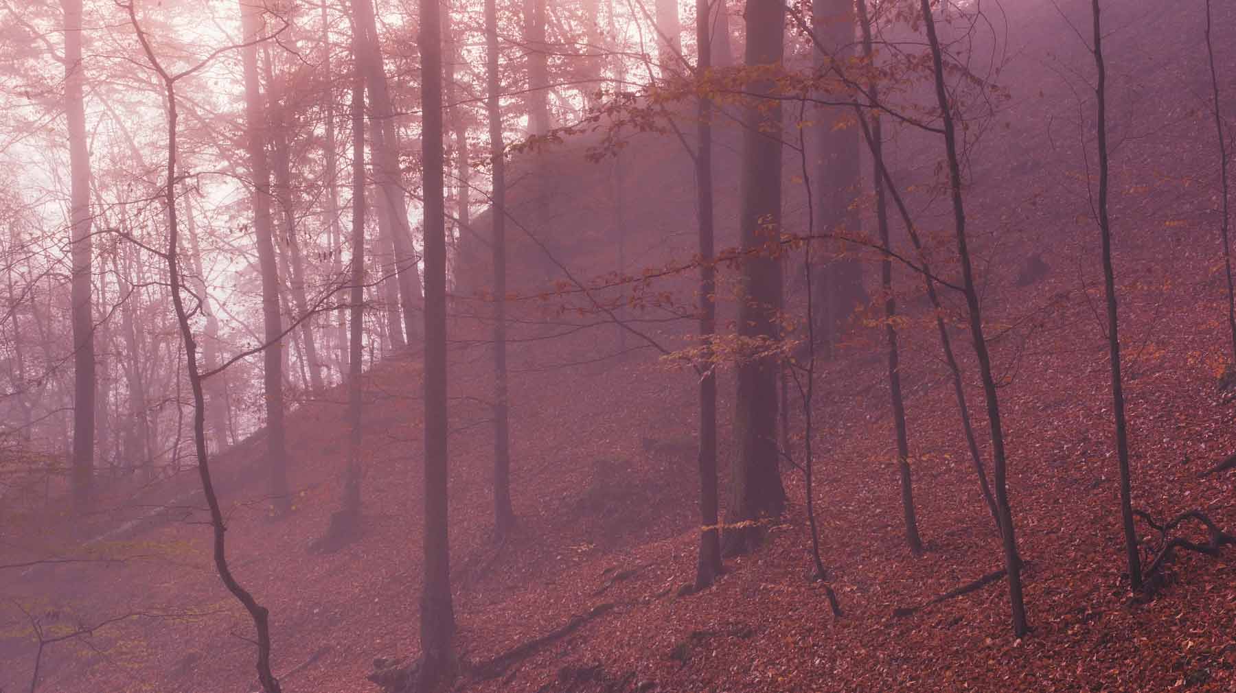 Saxon Switzerland forest, Germany